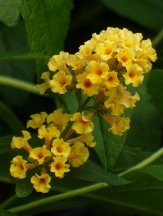 Sungold Butterfly Bush, Buddleja x weyeriana 'Sungold'